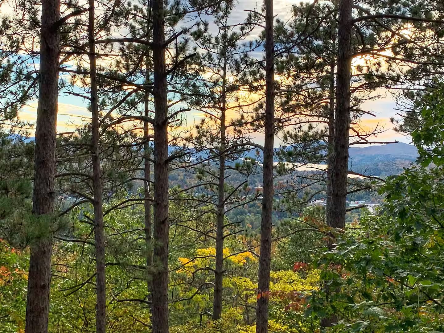 Adirondacks — forest pines